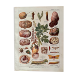 Lithograph on potato diseases and enemies from 1921 XXXII