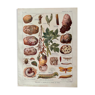 Lithograph on potato diseases and enemies from 1921 XXXII