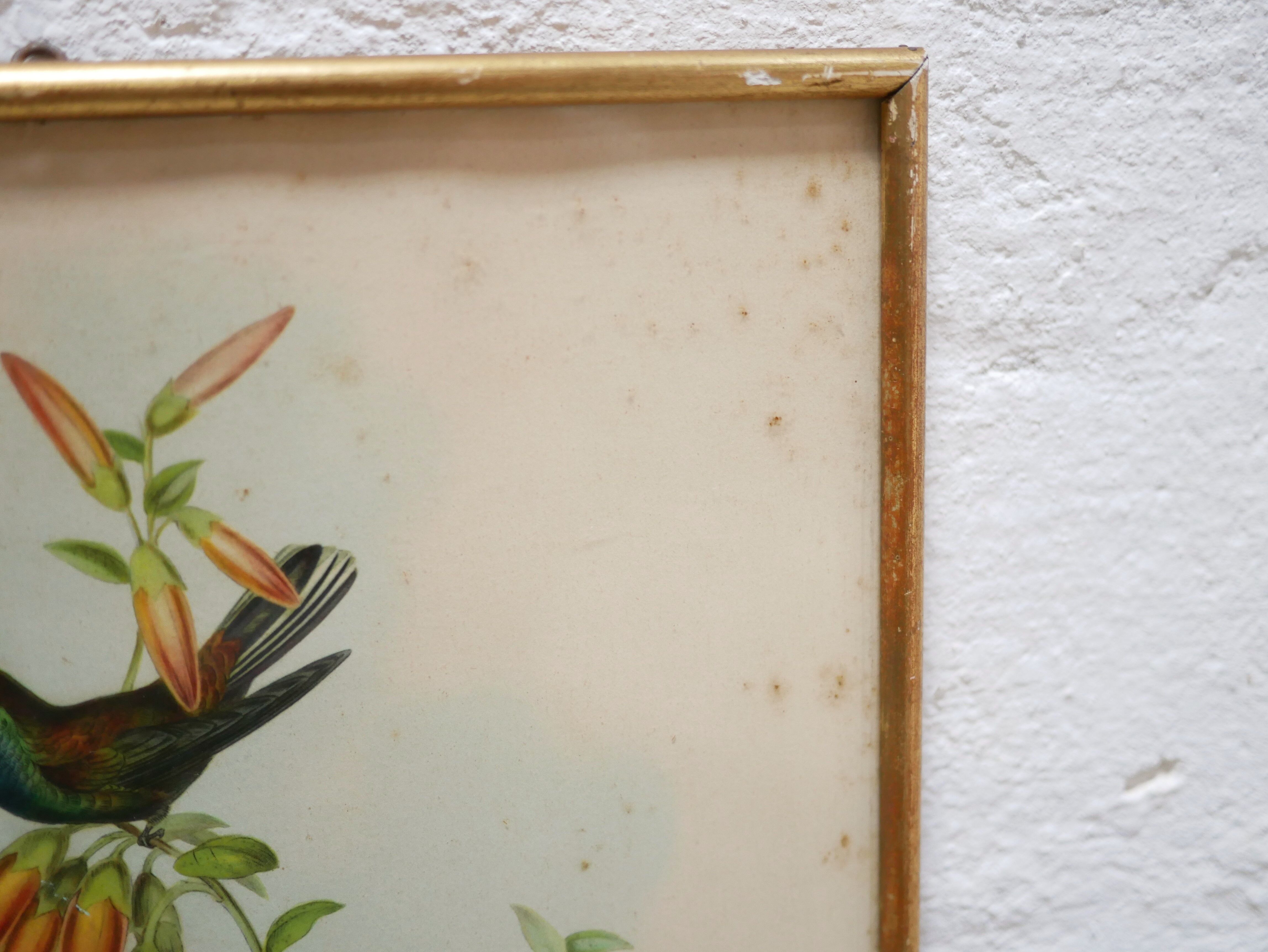Vintage bird lithograph by J. Gould and H-C Richter