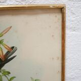 Vintage bird lithograph by J. Gould and H-C Richter