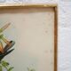 Vintage bird lithograph by J. Gould and H-C Richter