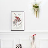 Chimera lithograph animal engraving - the pink flamoulpe