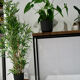 Lobi plant tripod