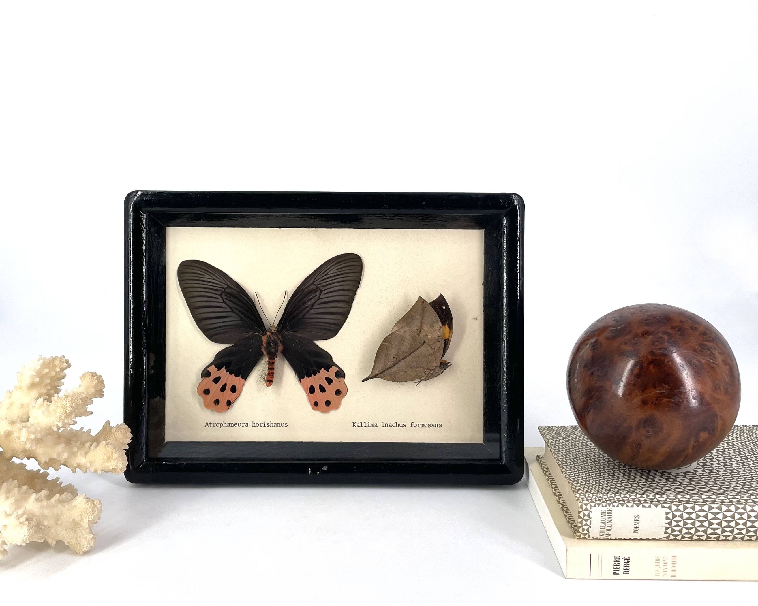 Black window frame with stuffed butterflies, 1970s