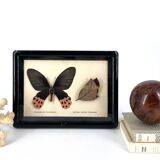 Black window frame with stuffed butterflies, 1970s