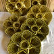 Lot 6 plates of oysters barbotine Sarreguemines