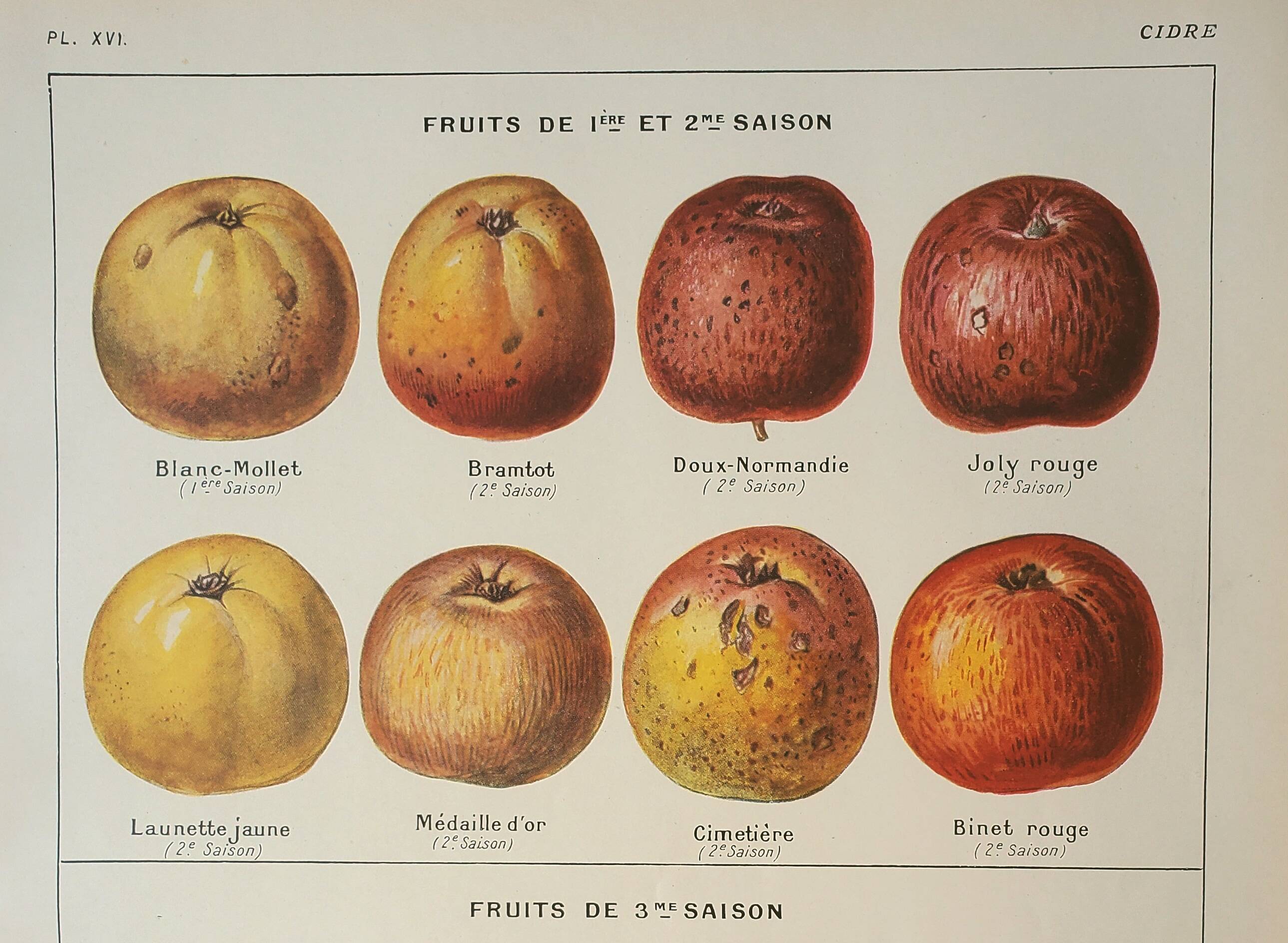 Old lithograph 1923, Cider apple, variety, fruit • Engraving, original illustration