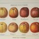 Old lithograph 1923, Cider apple, variety, fruit • Engraving, original illustration