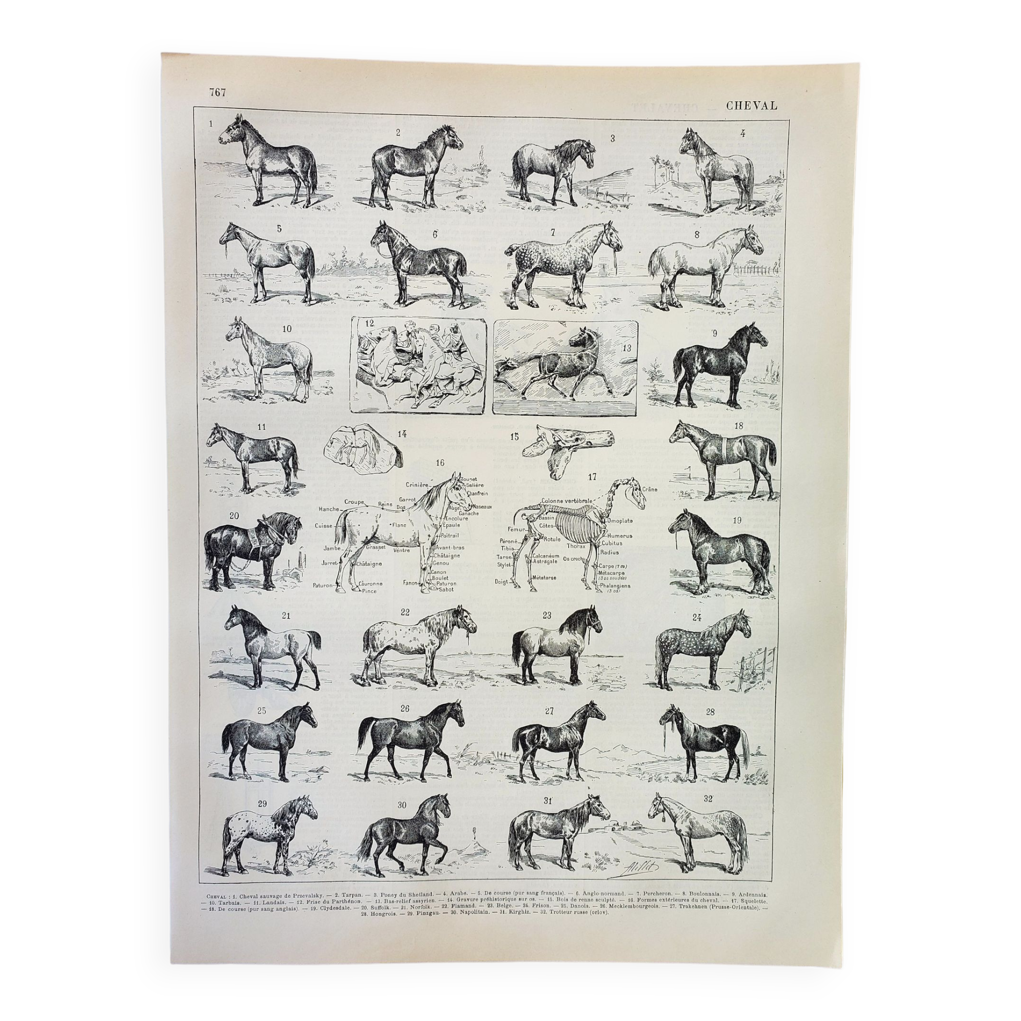 Gravure • Chevaux, race, anatomie, course • Lithographie originale et vintage de 1898
