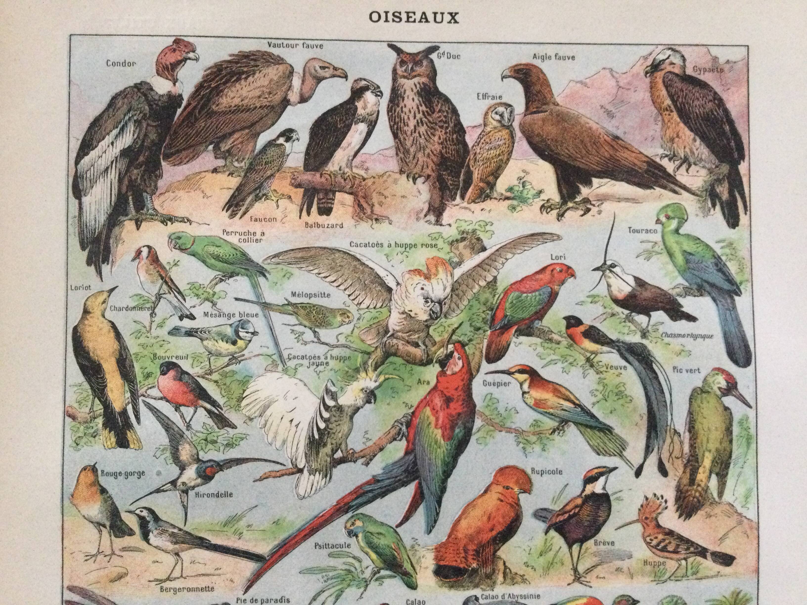 Zoological poster Birds - Vintage print 1912