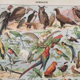 Zoological poster Birds - Vintage print 1912