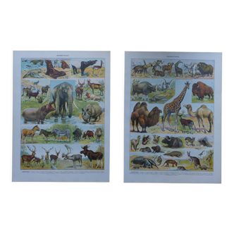 Original mammalian lithographs