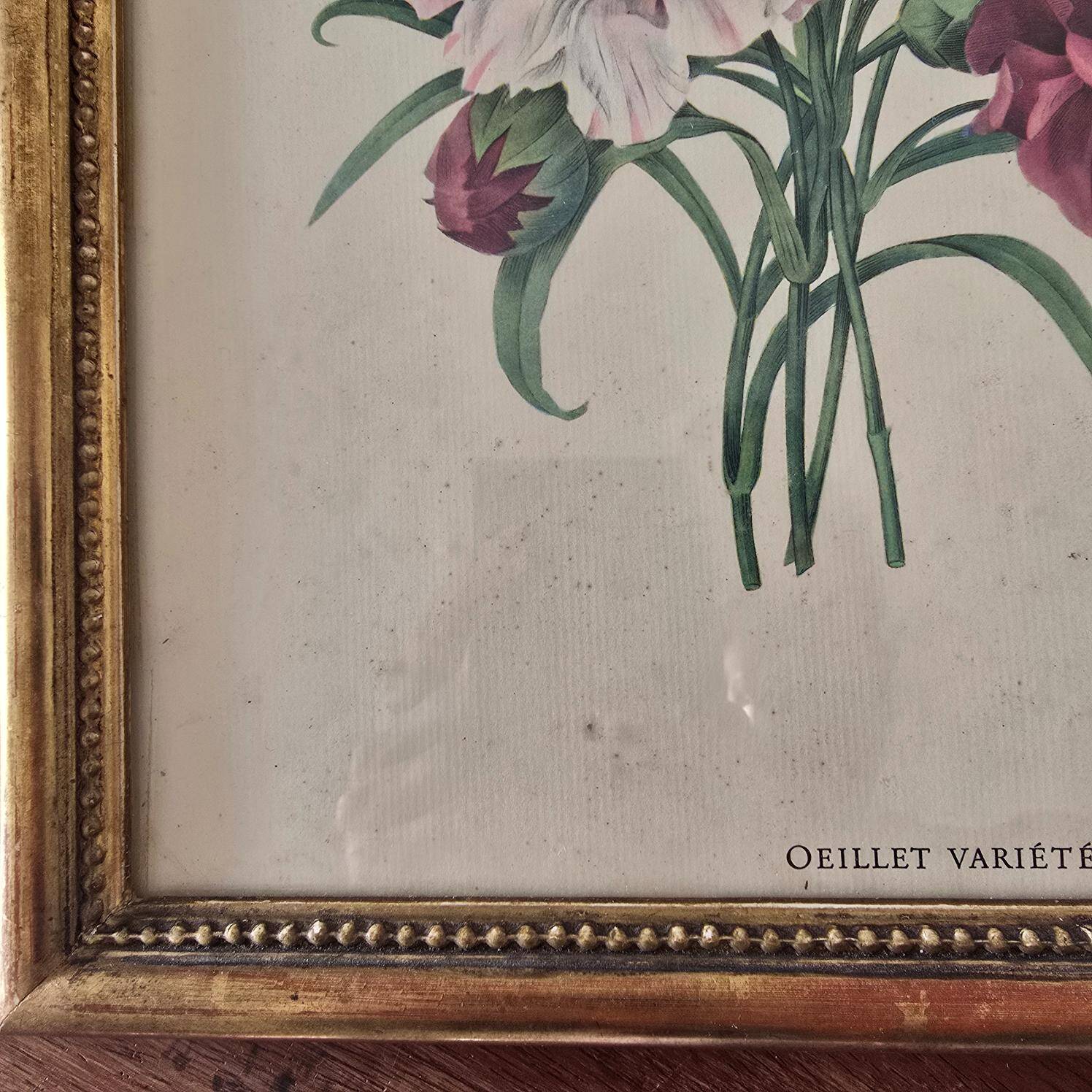 Antique botanical frame – “Carnation Variety” – Gilded wood