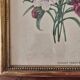 Antique botanical frame – “Carnation Variety” – Gilded wood