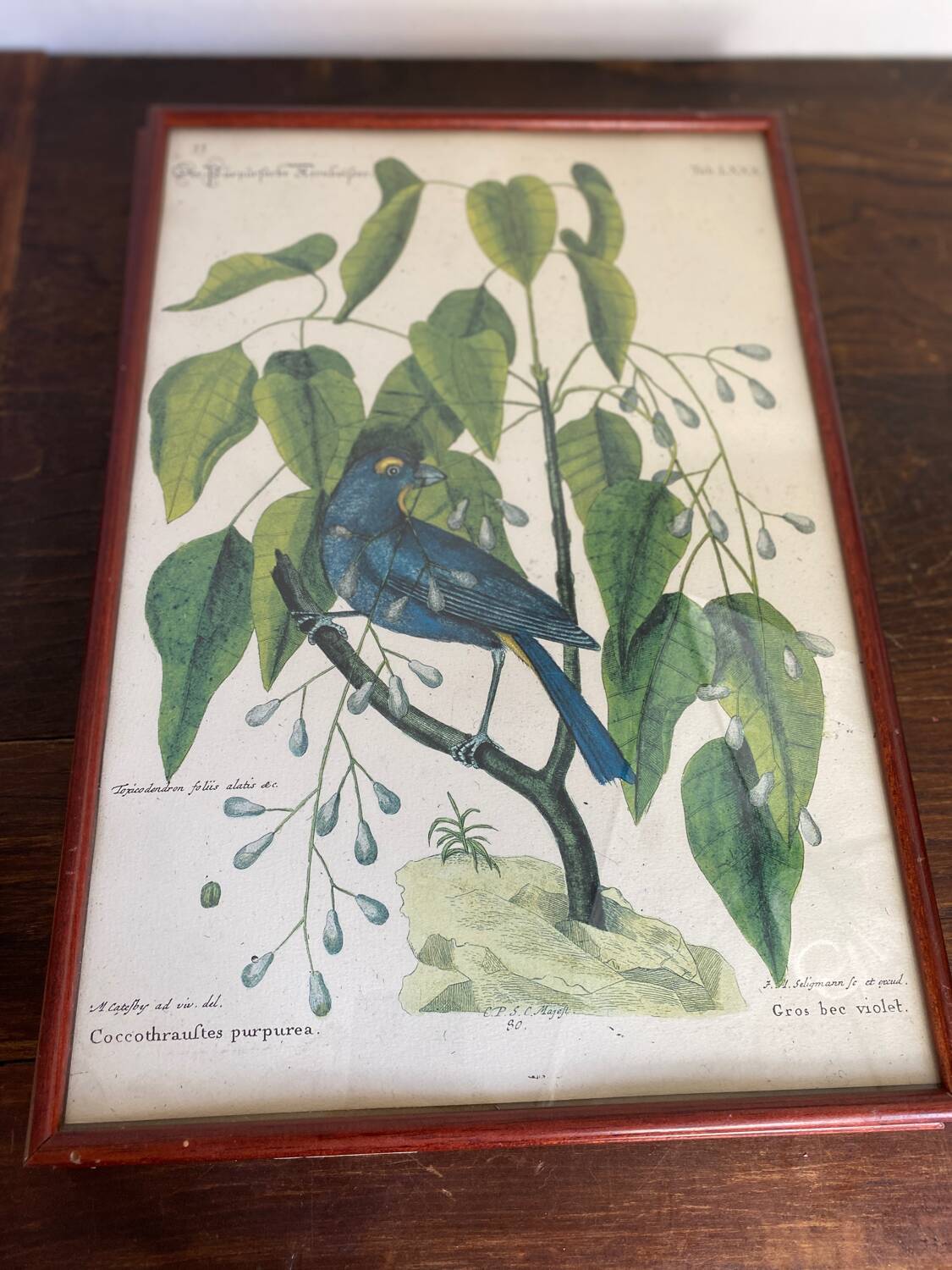 Ornithological posters