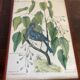 Ornithological posters
