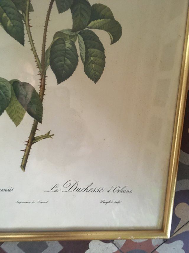 Dreadful botanical plank "Rosa Gallica Aurelianensis"