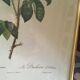 Dreadful botanical plank "Rosa Gallica Aurelianensis"