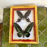 Naturalized butterfly frame