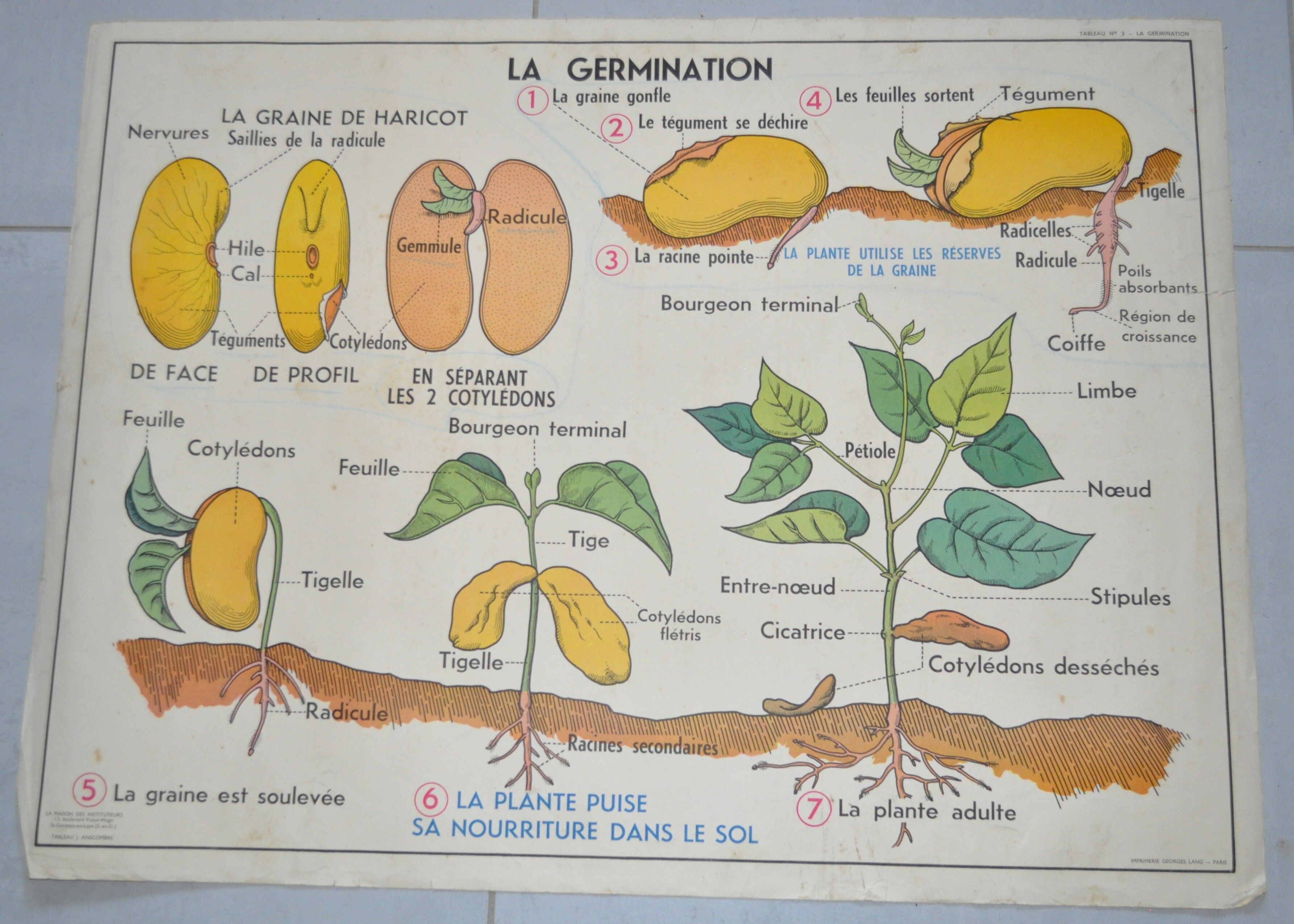 Vintage school poster house of teachers anscombre, lang la plante, germination