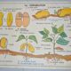 Vintage school poster house of teachers anscombre, lang la plante, germination