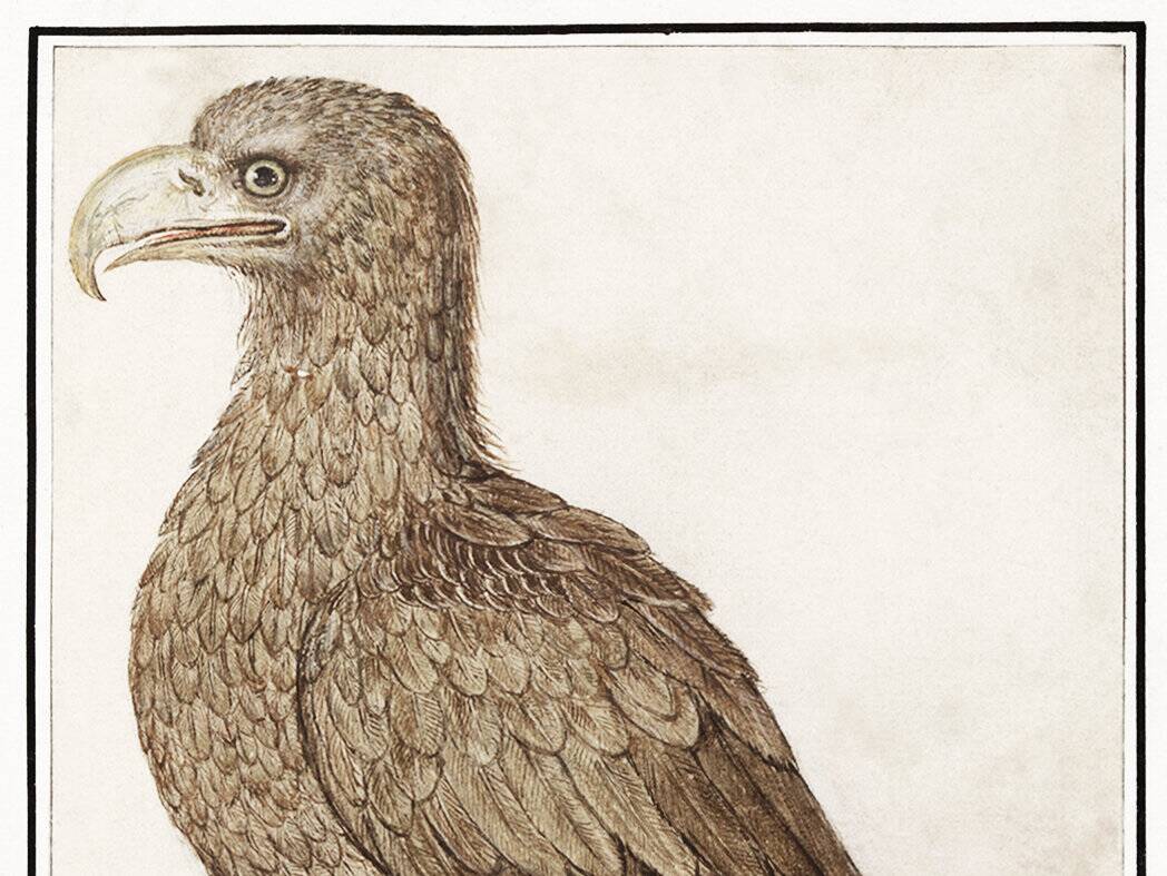 Small poster about the eagle, after an old engraving from 1610.