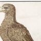 Small poster about the eagle, after an old engraving from 1610.