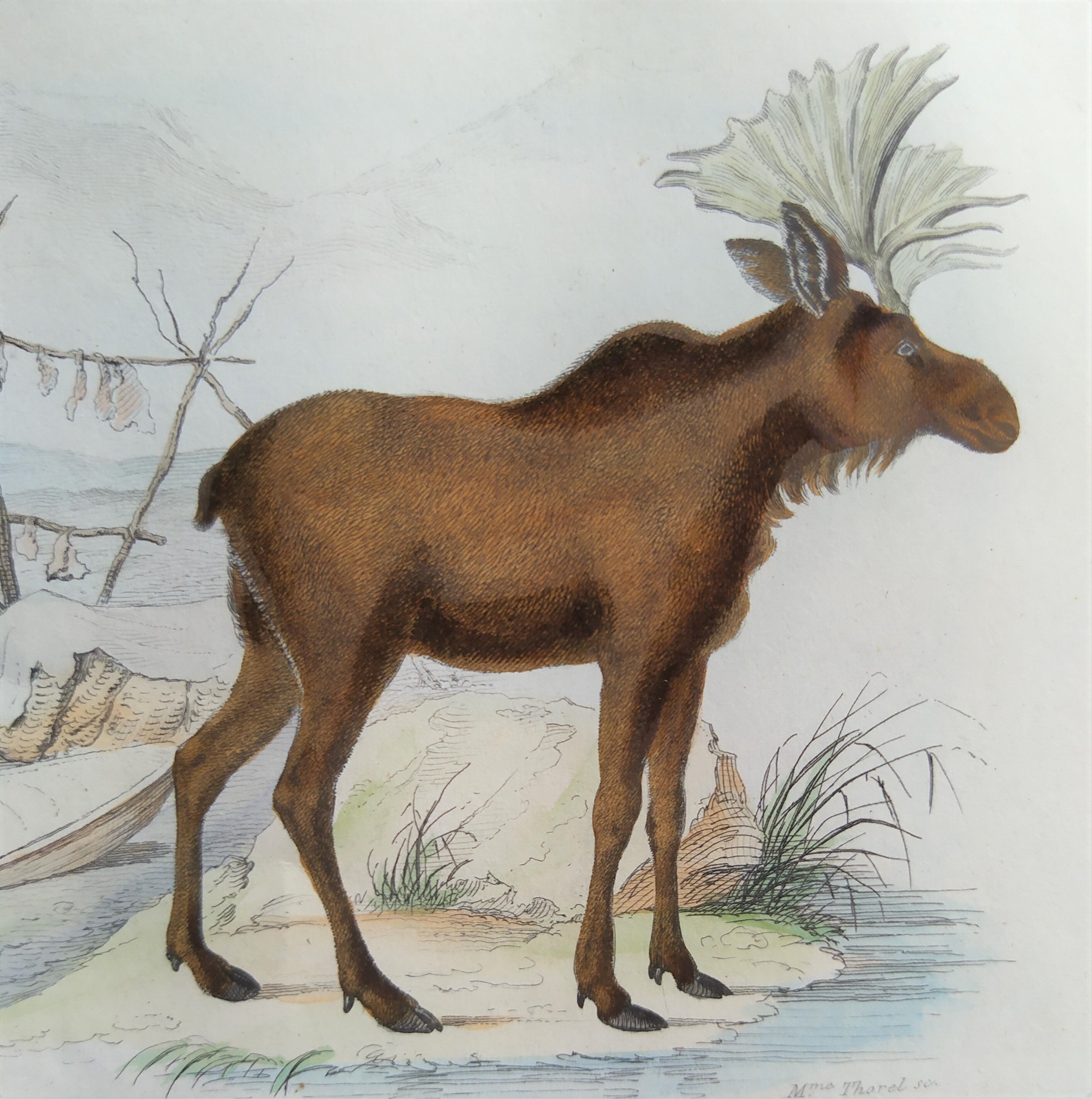 Zoological plank, original "renne - Elan " Buffon 1840