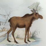 Zoological plank, original "renne - Elan " Buffon 1840