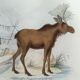 Zoological plank, original "renne - Elan " Buffon 1840