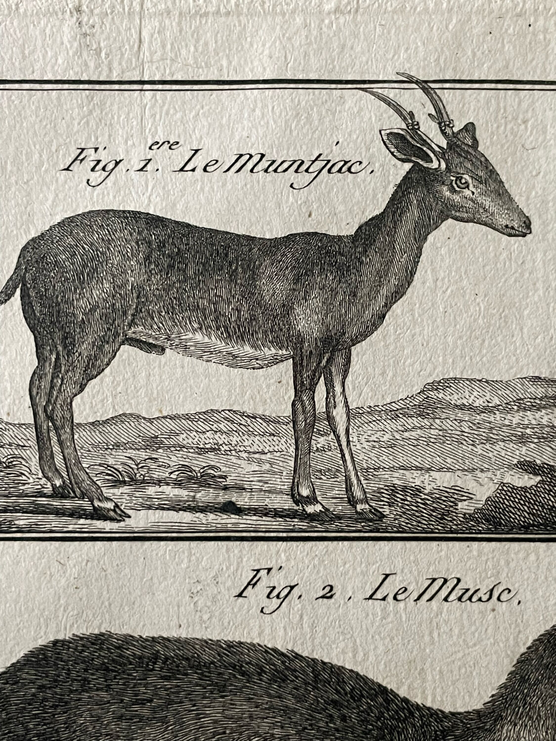 Gravure Livre ancien XVIIIe Buffon, Bonnaterre, Histoire naturelle, Quadrupèdes, Mammifères