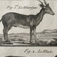Gravure Livre ancien XVIIIe Buffon, Bonnaterre, Histoire naturelle, Quadrupèdes, Mammifères