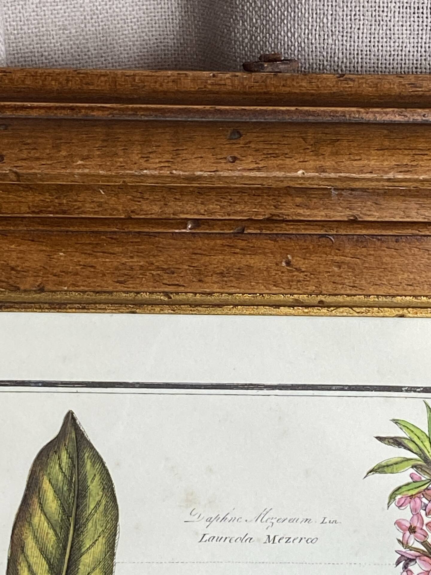 Framed botanical print, Atropa Belladonna