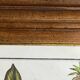 Framed botanical print, Atropa Belladonna