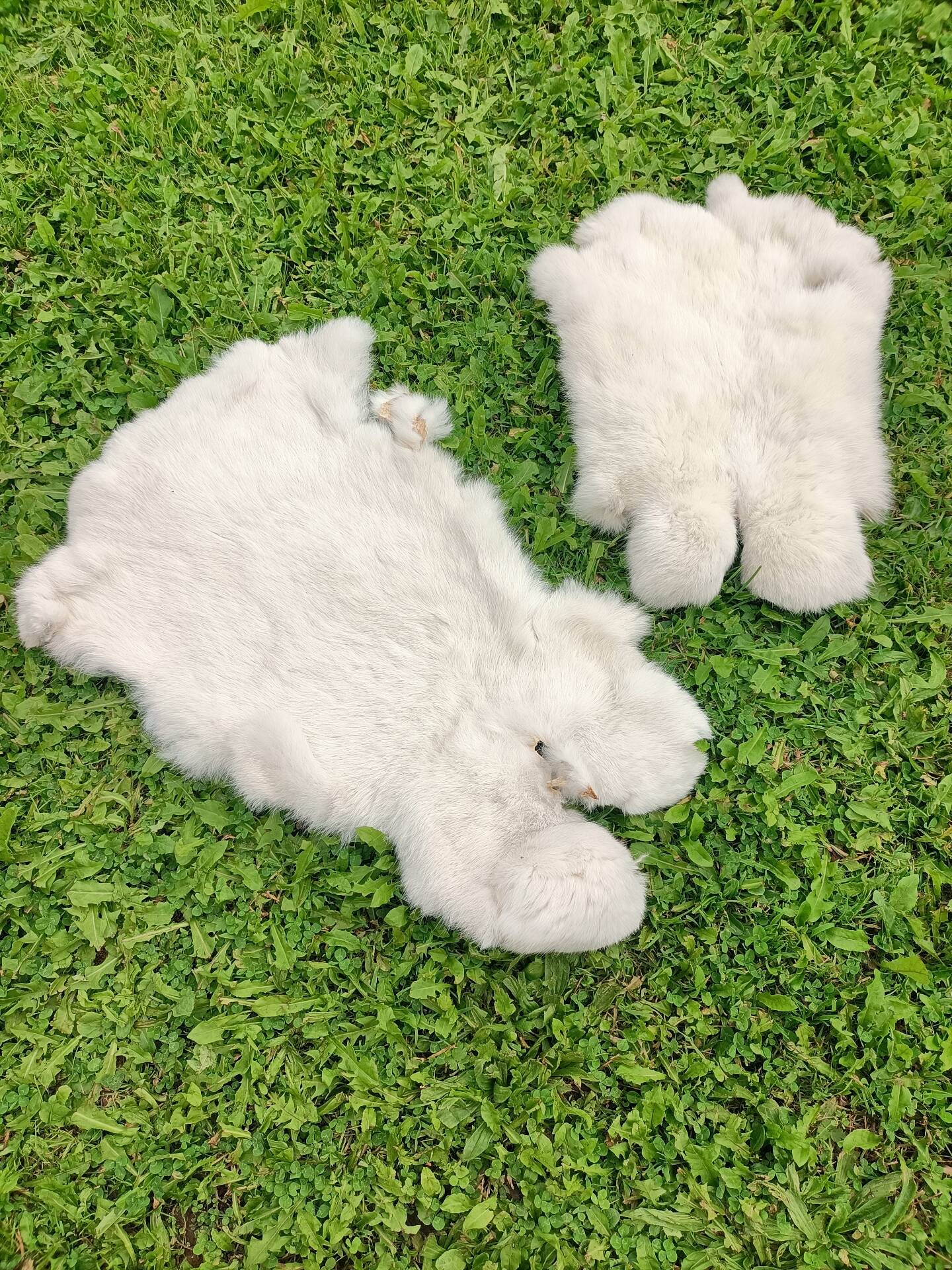 Peau de Lapin véritable