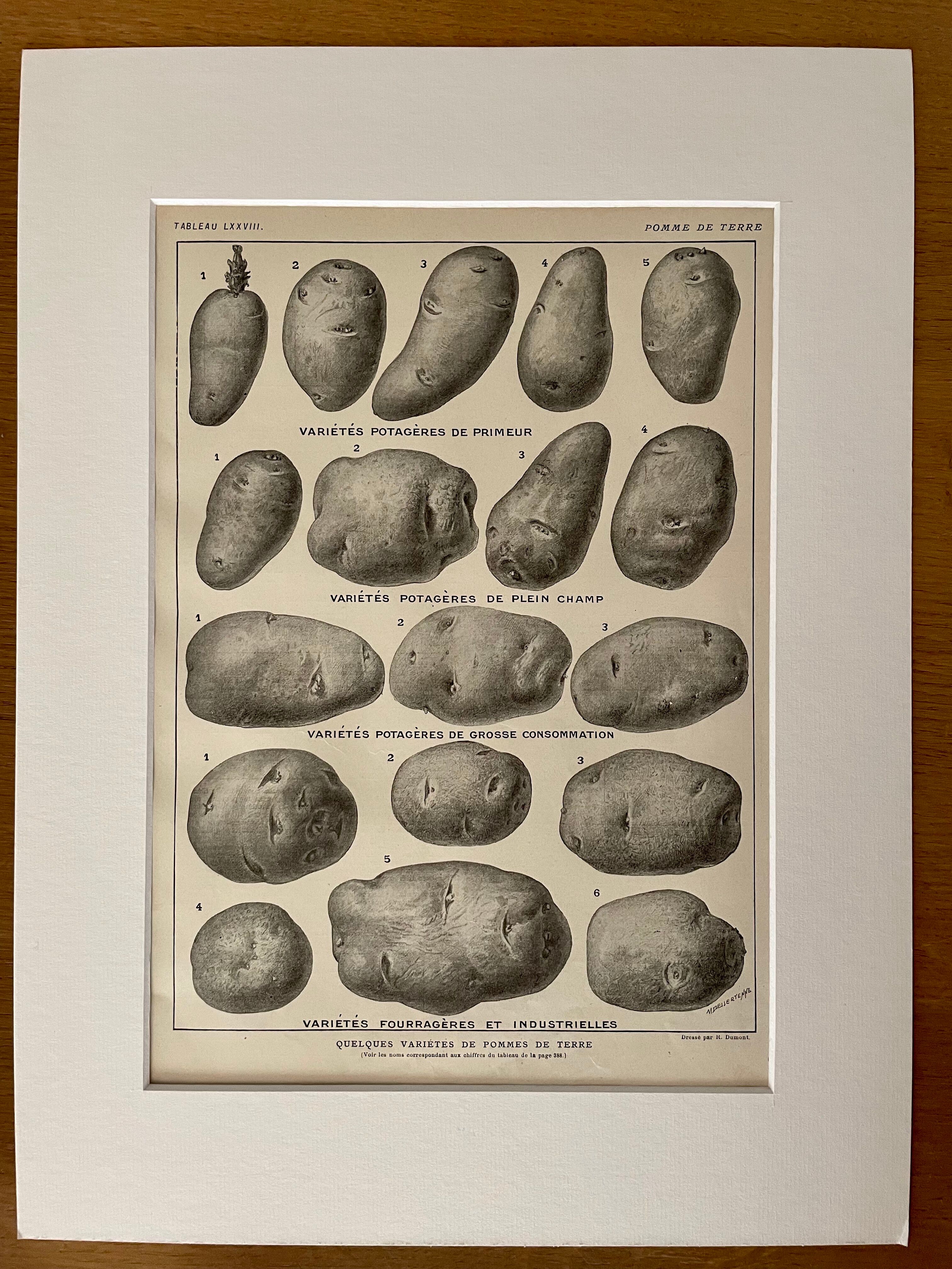 Lithograph on the potato from 1921