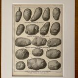 Lithograph on the potato from 1921