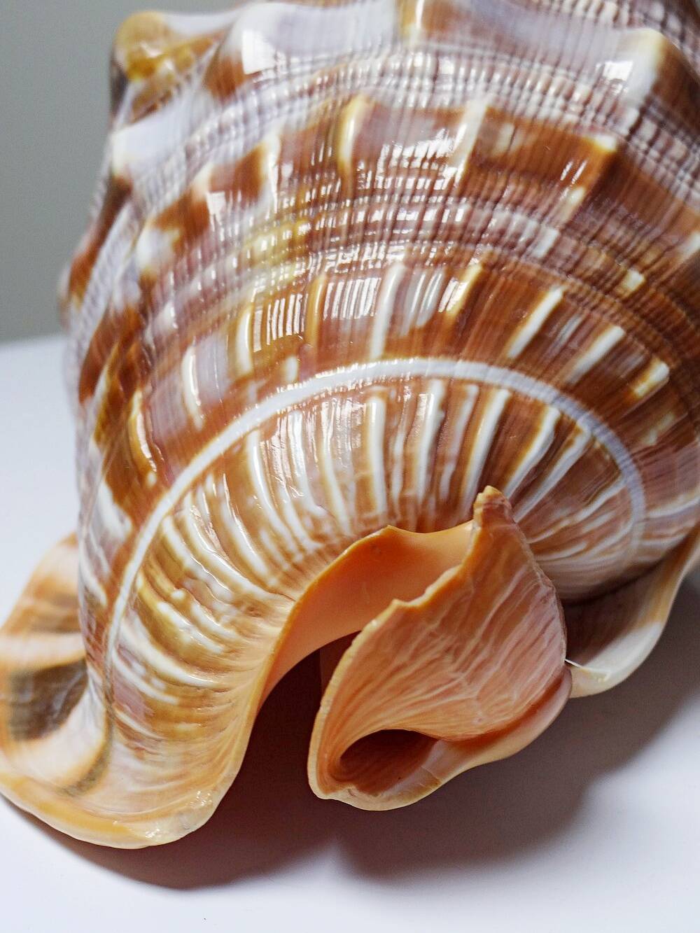 Large vintage shell cabinet of curiosities Cypraecassis rufa 15cm