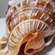 Large vintage shell cabinet of curiosities Cypraecassis rufa 15cm