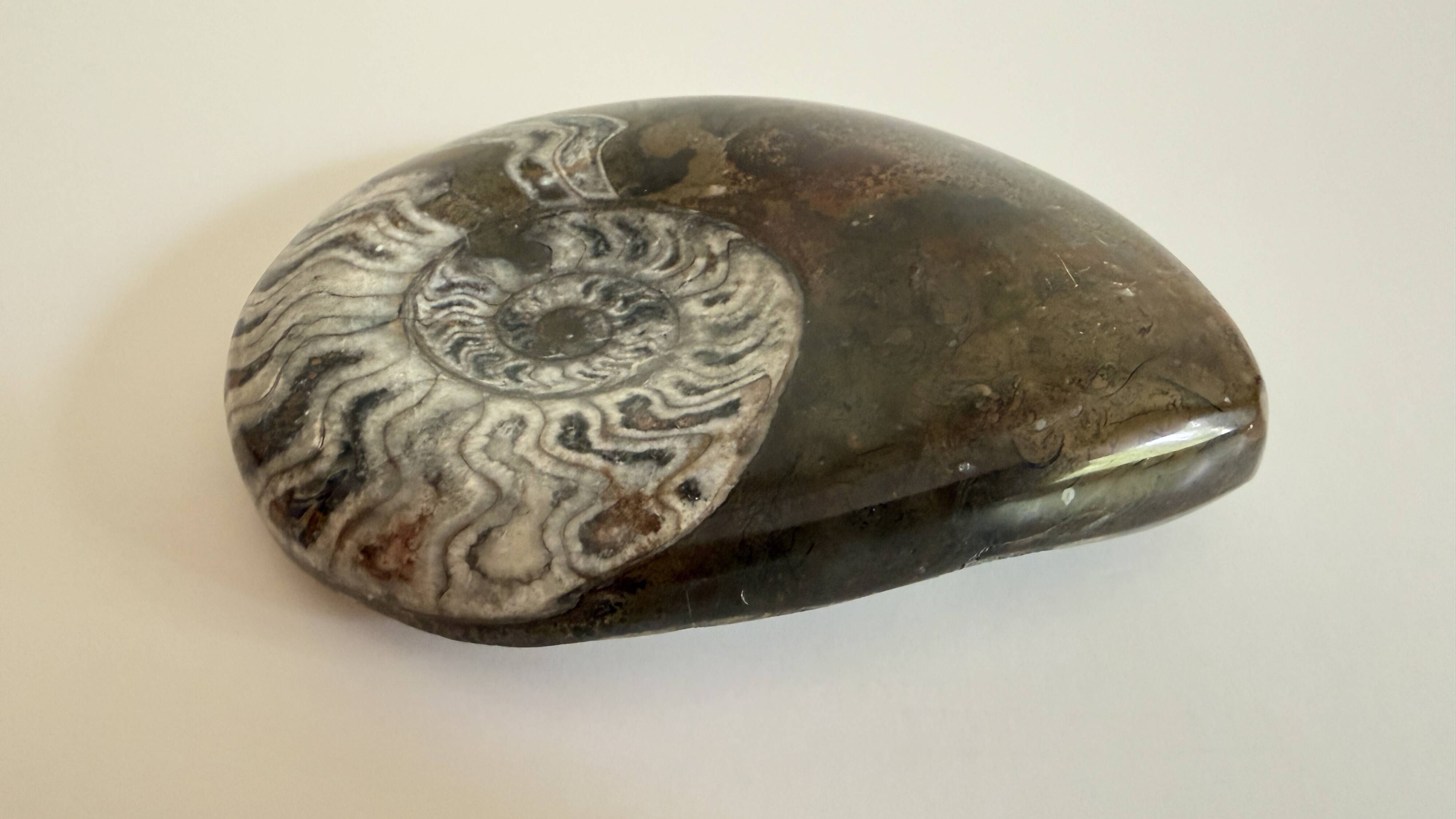 Fossil ammonite