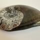 Fossil ammonite