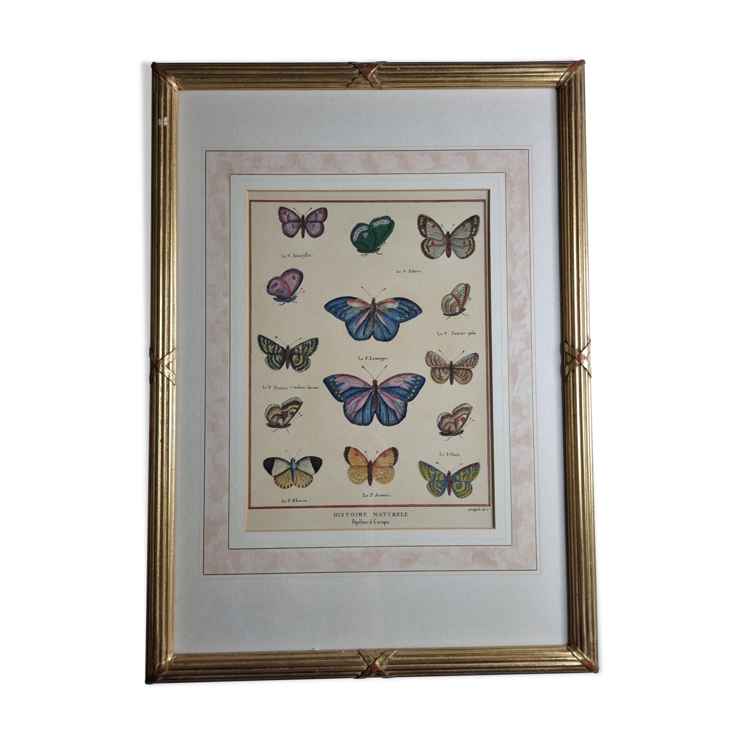 Natural history plate, "The Butterflies of Europe", after Pietro Scattaglia, XVIIIth
