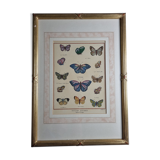 Natural history plate, "The Butterflies of Europe", after Pietro Scattaglia, XVIIIth