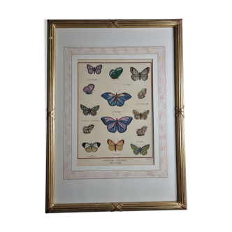 Natural history plate, "The Butterflies of Europe", after Pietro Scattaglia, XVIIIth