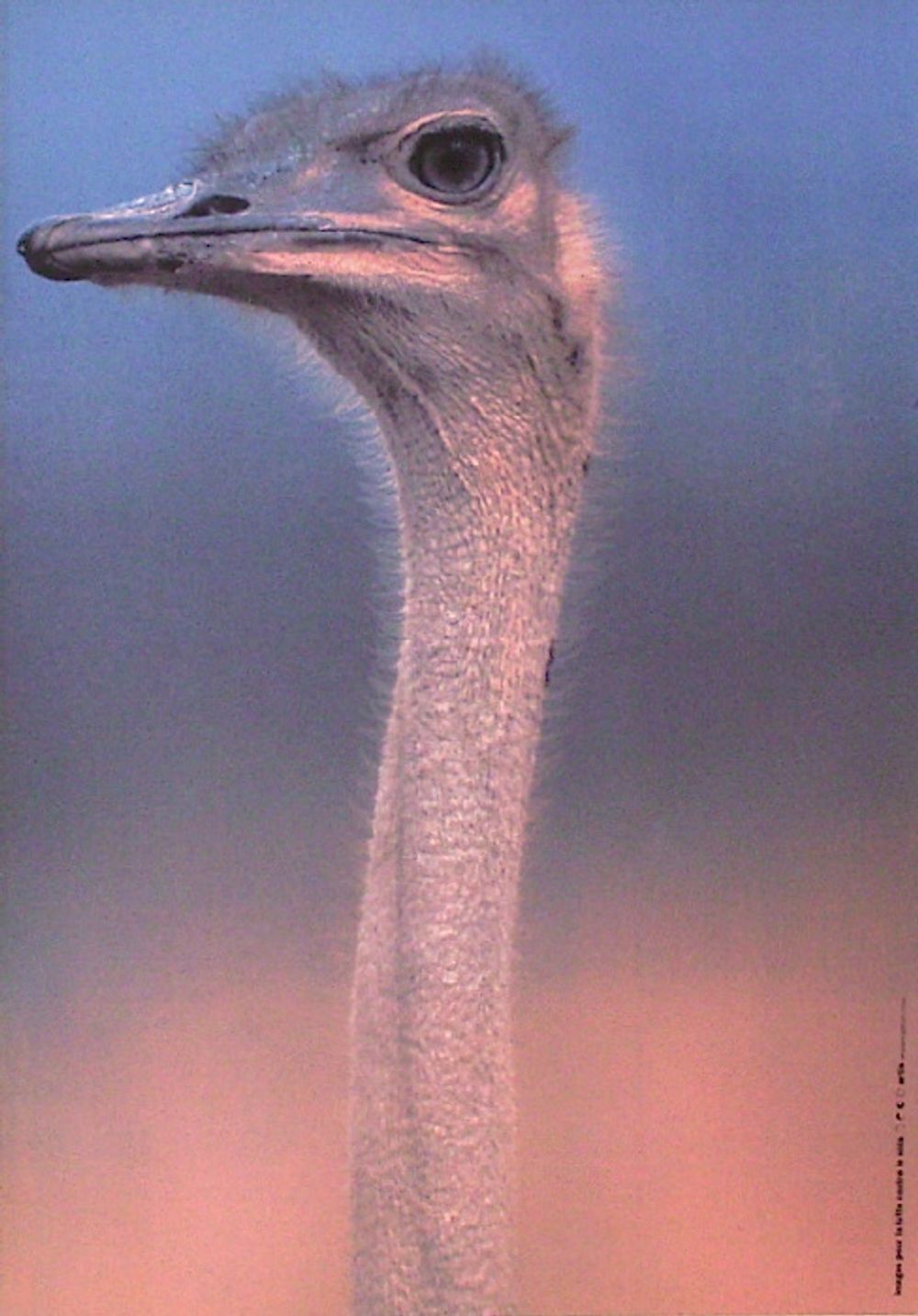 Poster marylène negro 1993 the ostrich