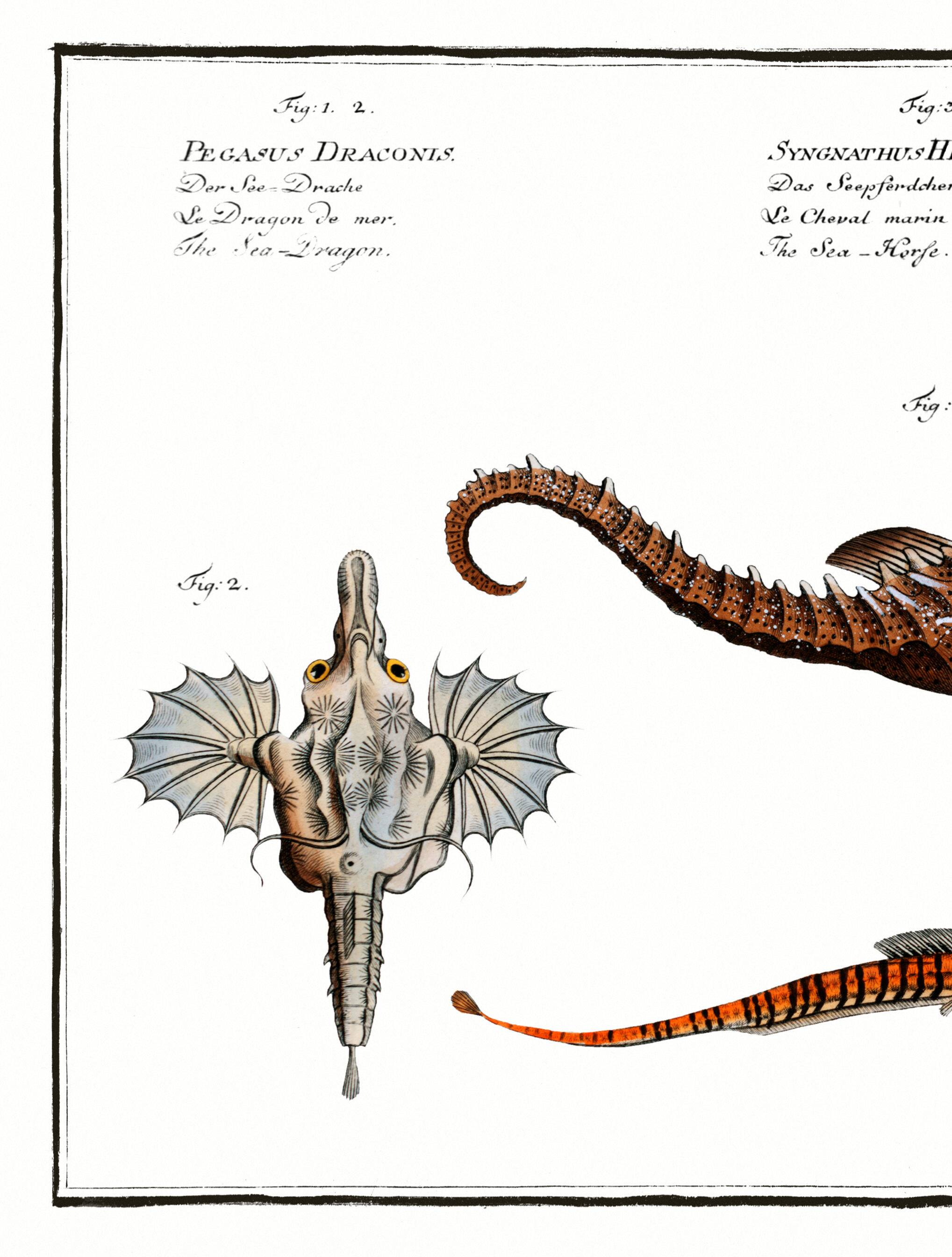 Poster about seahorses, sea dragons and trumpetfish