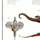 Poster about seahorses, sea dragons and trumpetfish