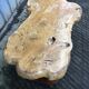 Table basse brutaliste en orme massif de fabrication artisanale