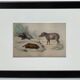 Planche zoologique originale " porc-épic, urson, tapir - buffon 1838