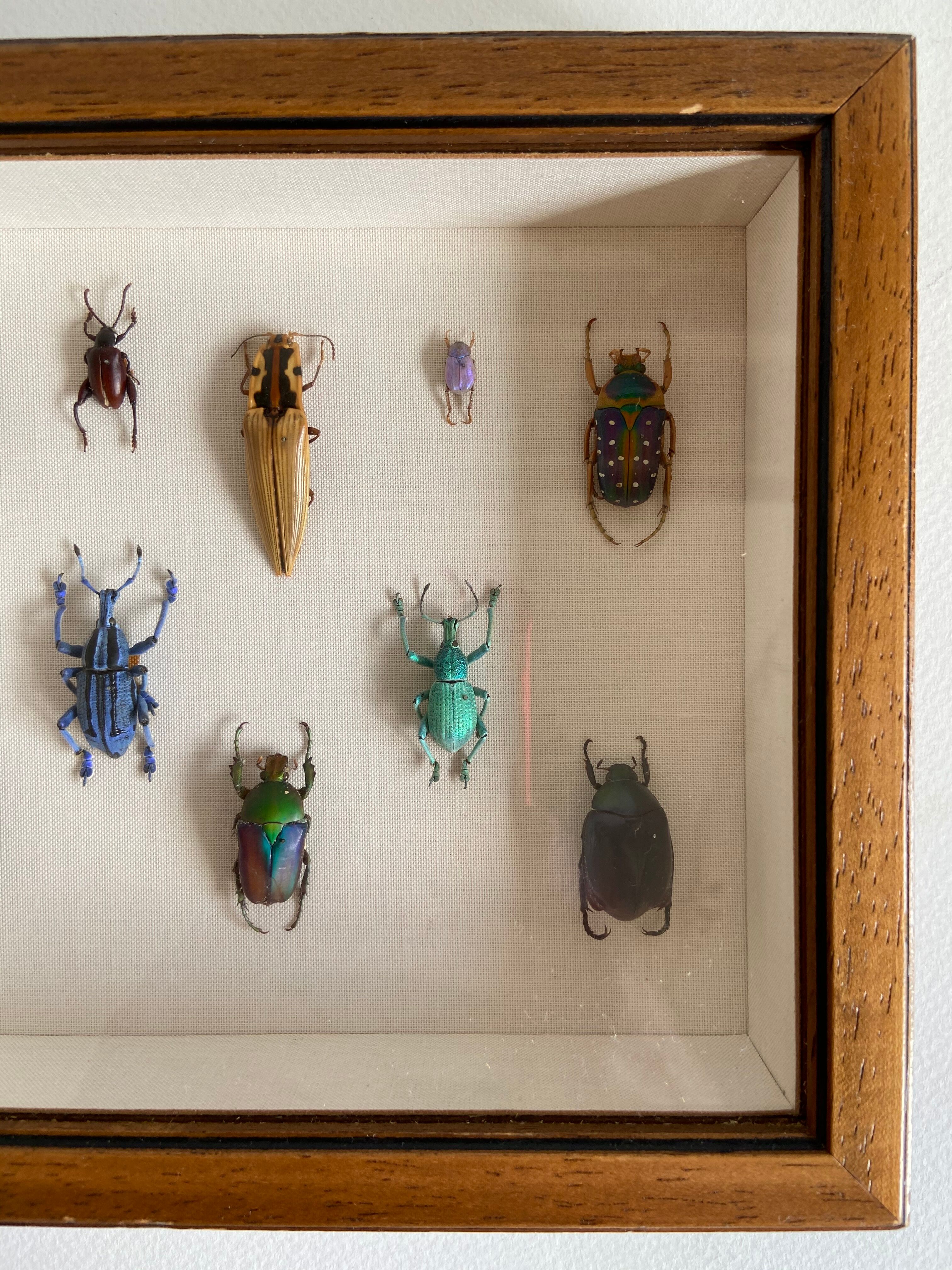 Framed naturalized insects